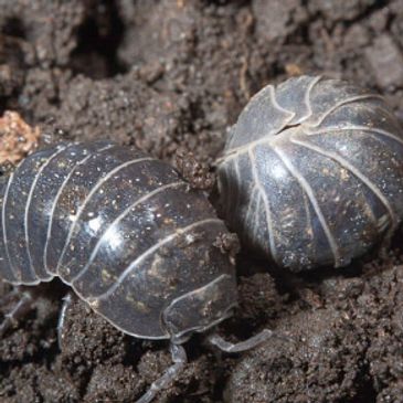 Pill bugs, rollie pollies