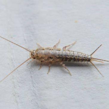 Silverfish