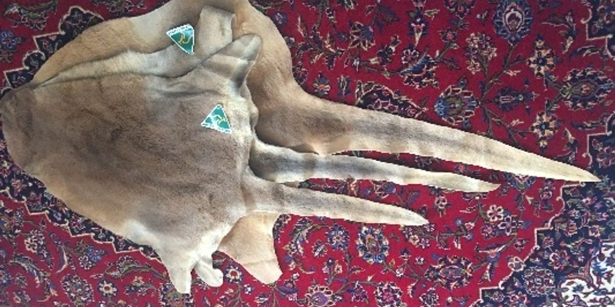 Kangaroo Skins
