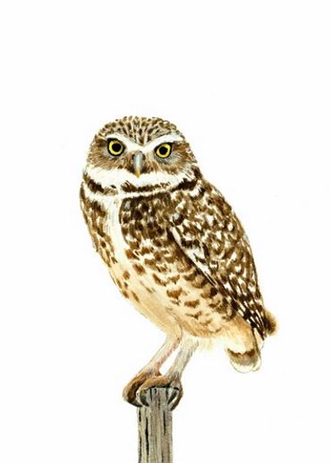 Diane Pope painting - a burrowing owl on a wooden post in front of a white background