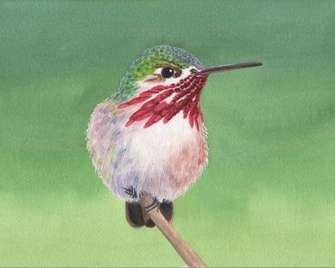 Diane Pope painting: Sweet little Calliope Hummingbird sitting on a branch with a green background.
