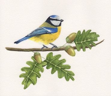 Diane Pope painting - A blue and yellow wild Eurasian bluetit sits on an oak branch with acorns