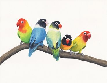 Diane Pope painting: Five colorful love birds sitting on a branch with a white background.