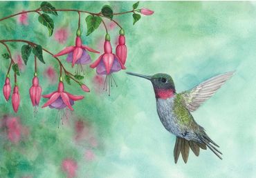 Diane Pope painting - a small hummingbird hovers among the fuchsias