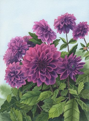 Diane Pope painting - A grouping of giant violet dahlias in bloom