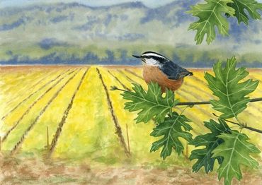 Diane Pope painting - a little nuthatch sits in an oak tree overlooking a vineyard