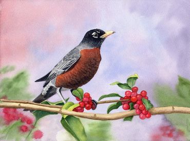 Diane Pope painting - a robin perches on a branch with red berries