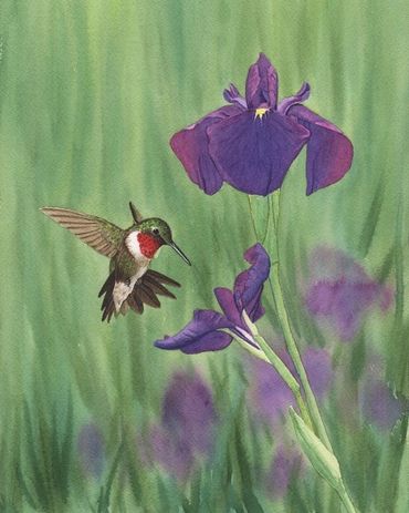 Diane Pope painting - A hummingbird approaching a purple iris