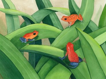 Diane Pope painting - Three poison dart frogs meet up on some leaves