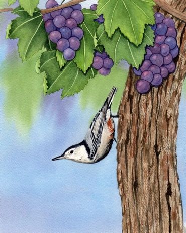 Diane Pope painting - A nuthatch clings to a grape vine beneath the purple clusters