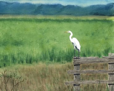 Diane Pope painting - An Egret perches on an old wooden fence overlooking wetlands