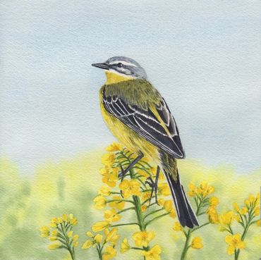 Diane Pope painting - a grey and yellow wild Wagtail bird perches on a mustard branch
