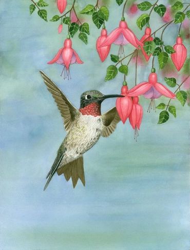Diane Pope painting - a hummingbird feasts on fuchsias