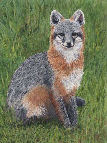 Diane Pope Painting: A gray fox sitting on the grass.