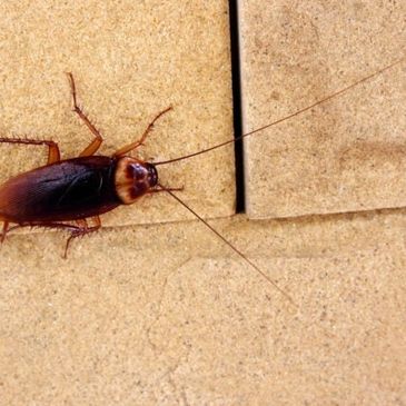 Cockroaches eliminated!!