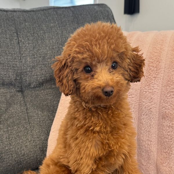 Curly-haired brown puppy sitting on a cozy couch.