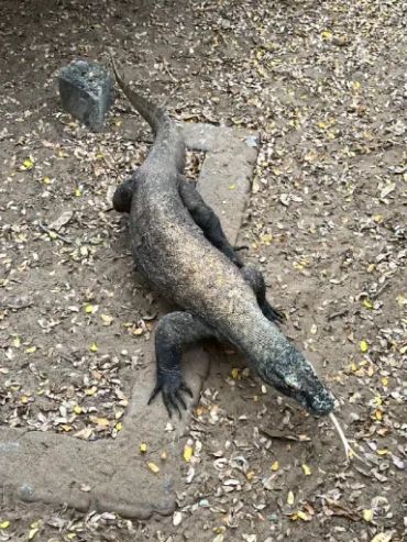 Komodo dragon on dry ground.