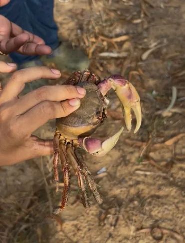 Person holding a crab with large claws.