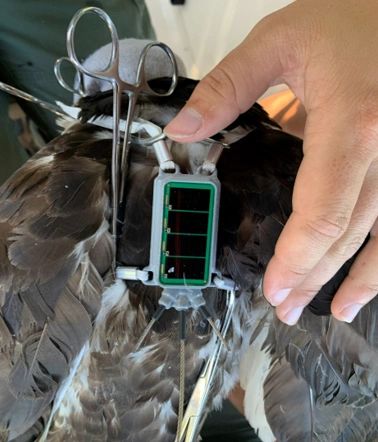 A hand is attaching a GPS device to the back of a bird, featuring solar panels and surgical tools in the background.