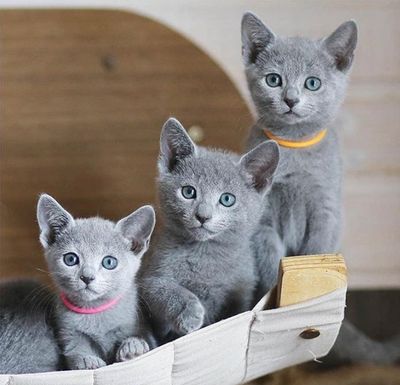 Russian Blue kittens