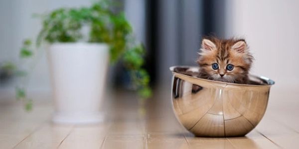  How to train your cat to use the litter box