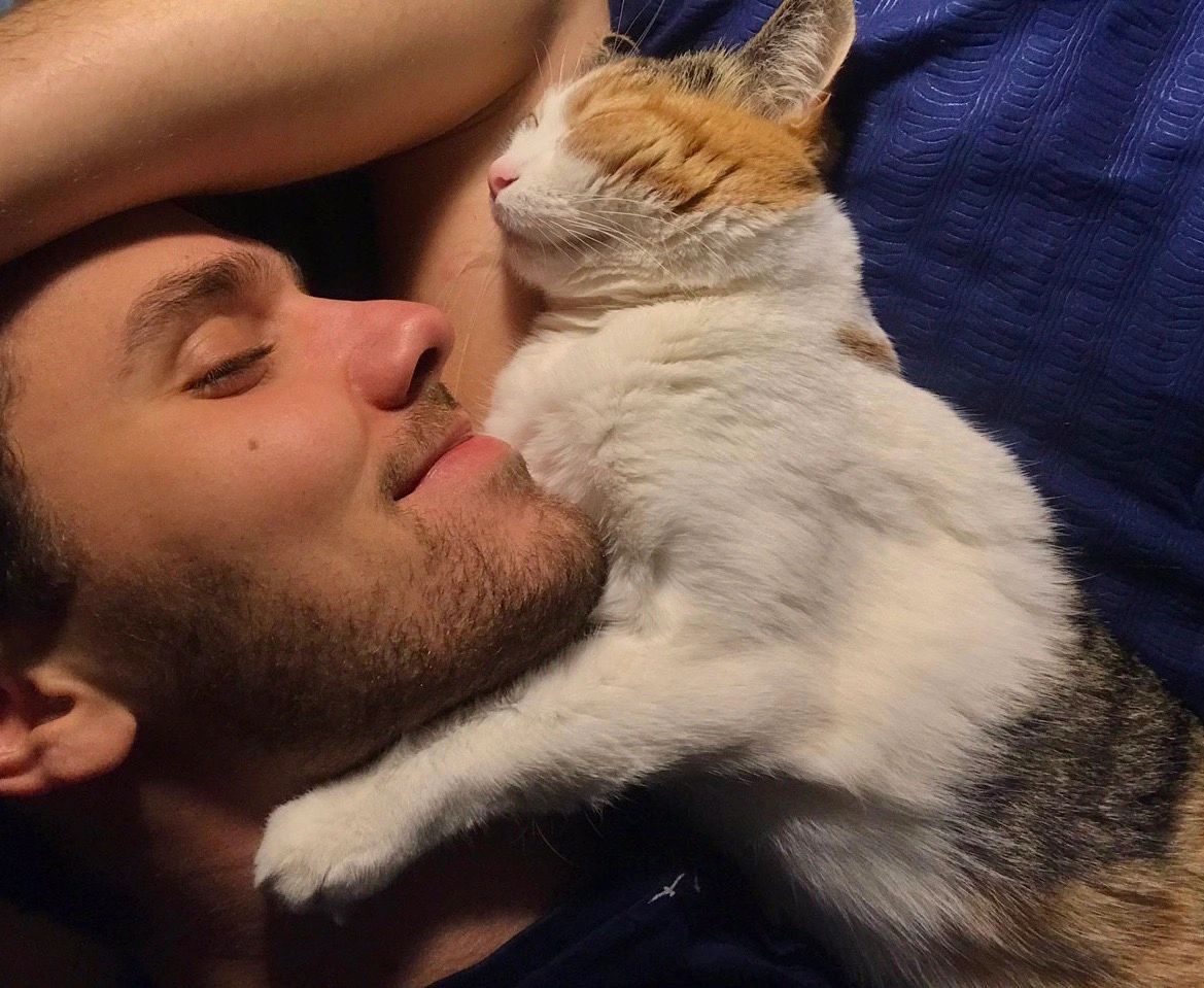 The best cats for cuddling