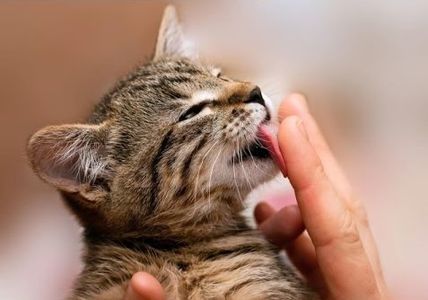 How to stop your cat from biting and scratching