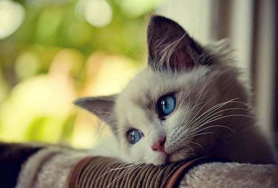Does your cat suffer from loneliness?