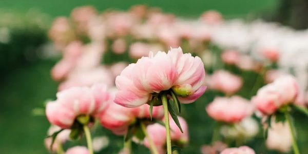 Close-up of soft pink flowers in a garden.