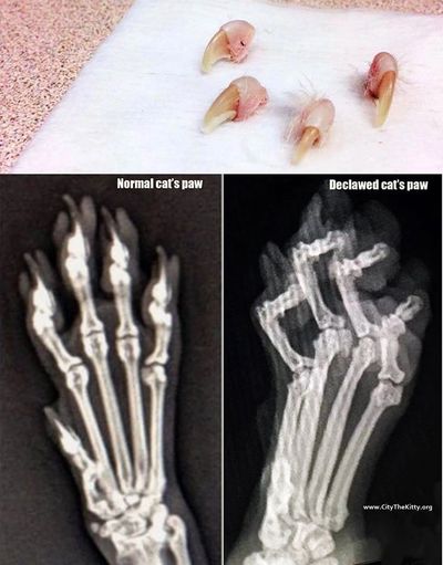 Declawing Alternatives | Pet Angel Adoption & Rescue Inc.