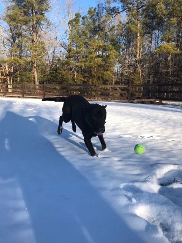 Broughton's Kennels Boarding Kennel, Dog and Cat Boarding