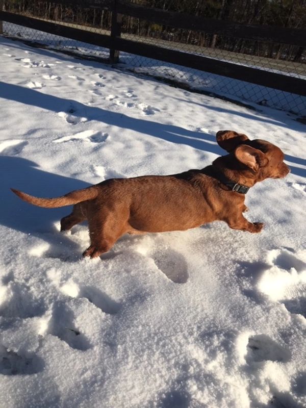 Broughton's Kennels Boarding Kennel, Dog and Cat Boarding