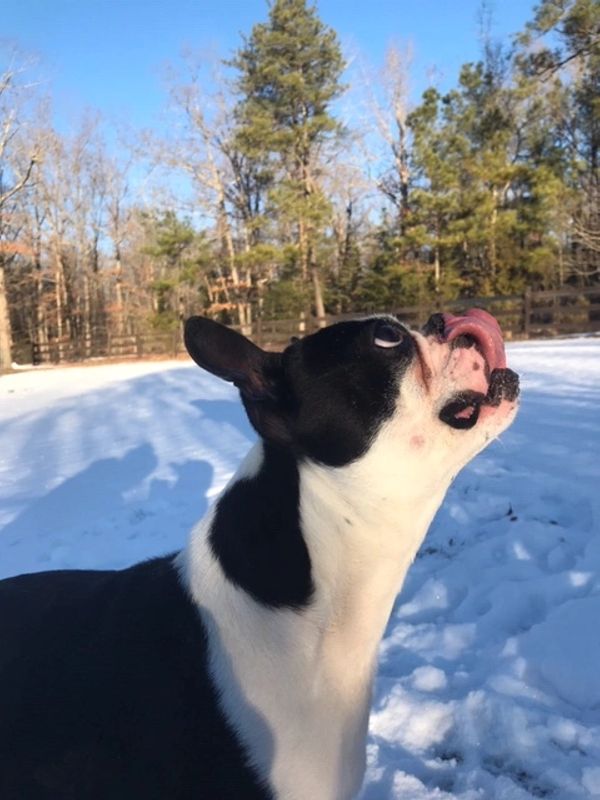 Broughton's Kennels Boarding Kennel, Dog and Cat Boarding
