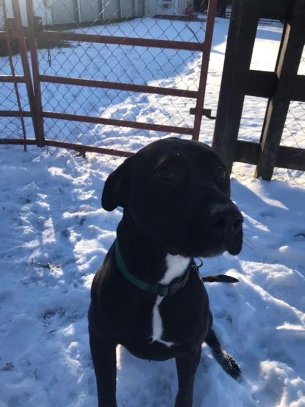 Broughton's Kennels Boarding Kennel, Dog and Cat Boarding