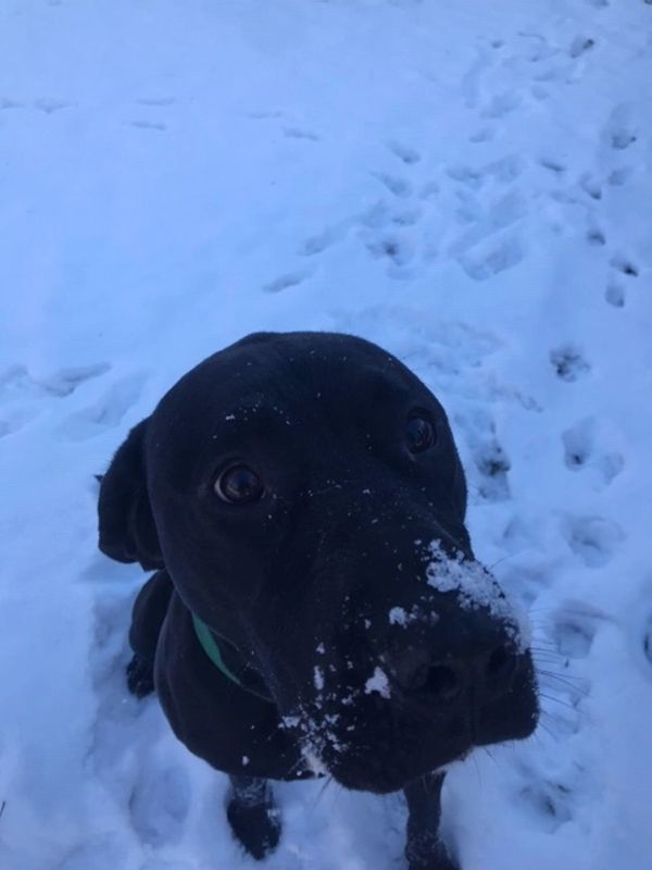 Broughton's Kennels Boarding Kennel, Dog and Cat Boarding