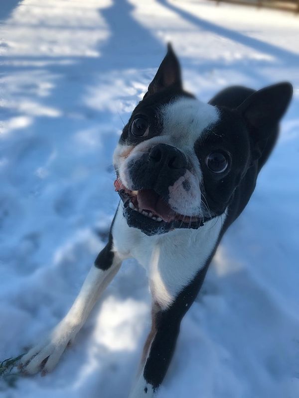 Broughton's Kennels Boarding Kennel, Dog and Cat Boarding