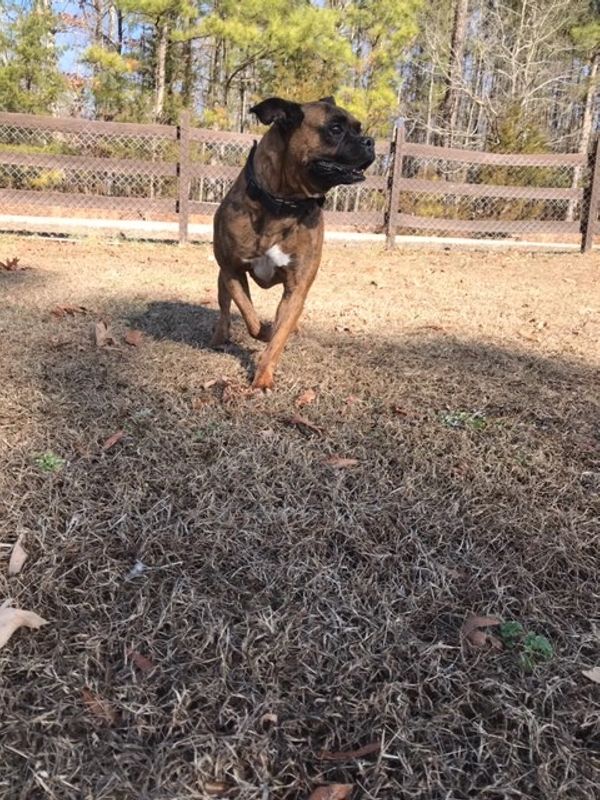 Broughton's Kennels Boarding Kennel, Dog and Cat Boarding