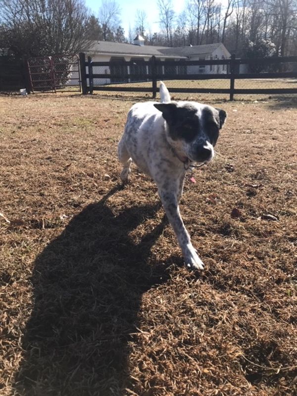 Broughton's Kennels Boarding Kennel, Dog and Cat Boarding