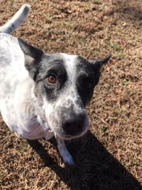 Broughton's Kennels Boarding Kennel, Dog and Cat Boarding