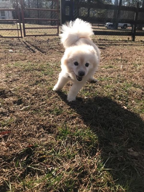 Broughton's Kennels Boarding Kennel, Dog and Cat Boarding