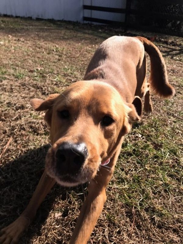 Broughton's Kennels Boarding Kennel, Dog and Cat Boarding