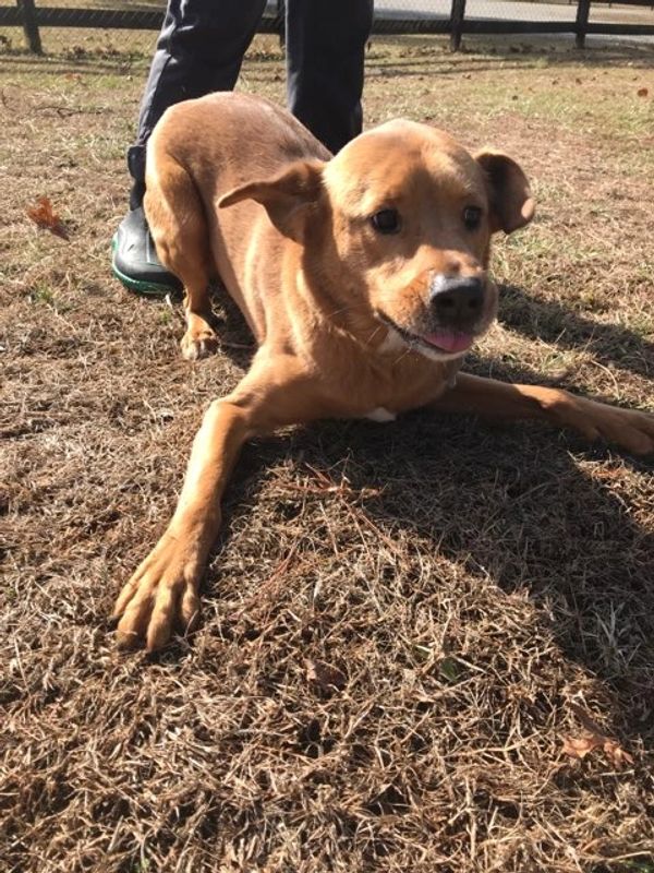 Broughton's Kennels Boarding Kennel, Dog and Cat Boarding