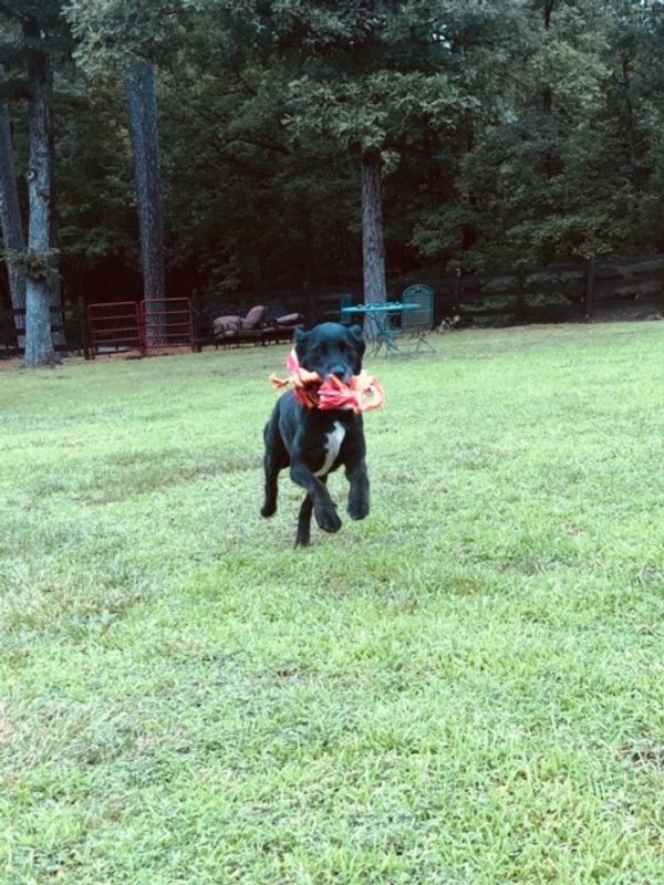 Broughton's Kennels Boarding Kennel, Dog and Cat Boarding