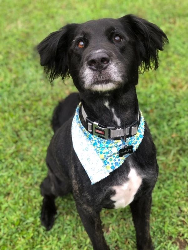 Broughton's Kennels Boarding Kennel, Dog and Cat Boarding