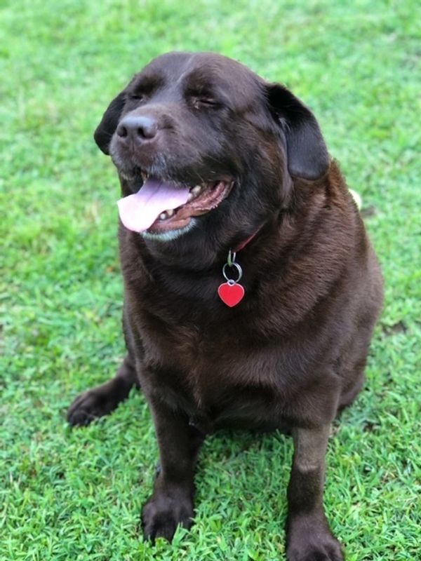 Broughton's Kennels Boarding Kennel, Dog and Cat Boarding