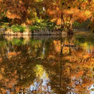 Autumn trees with vibrant orange leaves reflecting on a calm pond.