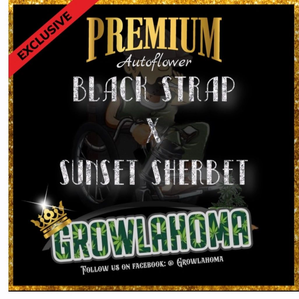 5 seeds Black Strap x Sunset Sherbet Feminized Autoflower