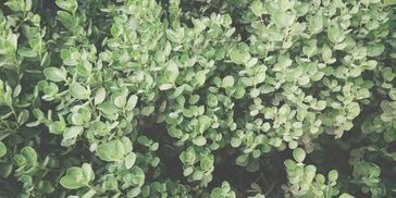 calming greenery