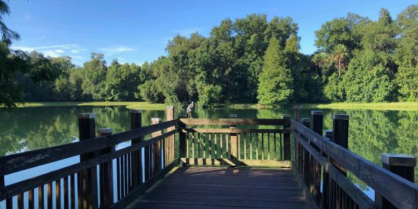 Wooden dock overlooking a calm lake surrounded by lush trees under a clear blue sky.