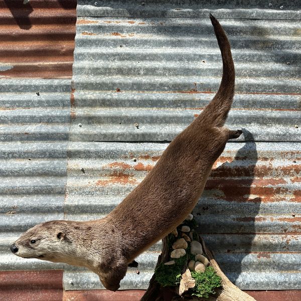 A mounted otter displayed on a corrugated metal background.